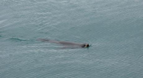 Kaikoura (37)