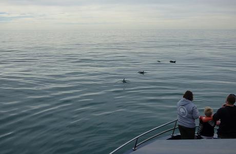 Kaikoura (19)