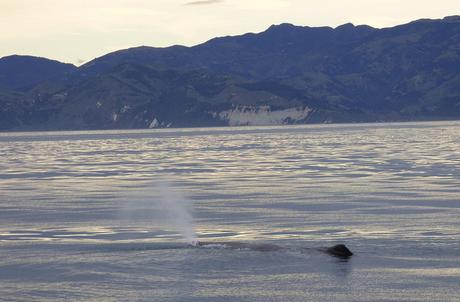 Kaikoura (33)