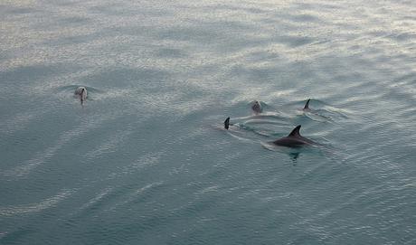 Kaikoura (23)