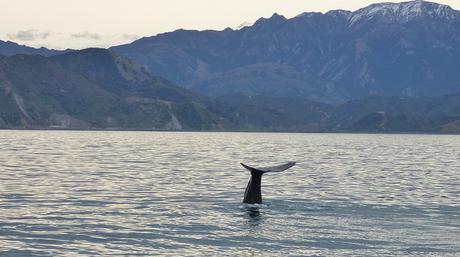 Kaikoura (14)