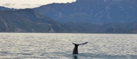 Día 13, Kaikoura y avistamiento de cachalotes