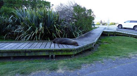 20180929 Kaikoura (162)