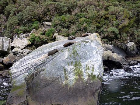Día 8, Milford Sound