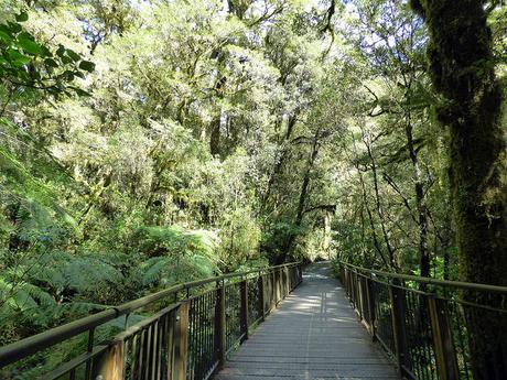 Día 8, Milford Sound