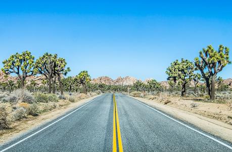 ▷ Semana 11: Ryan Mountain y Desert Springs Healing Joshua-Tree-National-PArk-2 ▷ Semana 11: Ryan Mountain y Desert Springs Healing