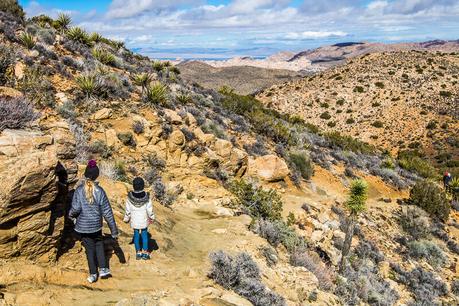 Ryan-Mountain-trail-Joshua-Tree-National-Park-California-6 ▷ Semana 11: Ryan Mountain y Desert Springs Healing