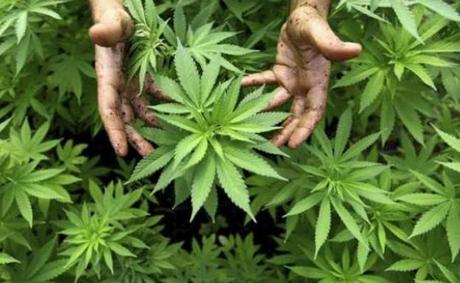 Fectos Secundarios Del Consumo De Cannabi Resultado de imagen para cannabis efecto secundarios