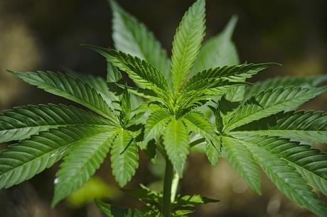 Fectos Secundarios Del Consumo De Cannabi Imagen relacionada