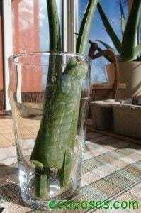 Cómo hacer Gel de Aloe Vera