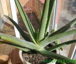Cómo hacer Gel de Aloe Vera