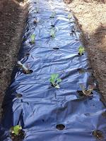 Preparando el huerto