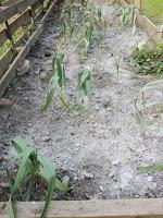 Preparando el huerto