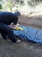 Preparando el huerto