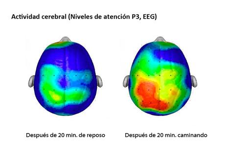 Actividad Cerebral - Hábitos de Estudio