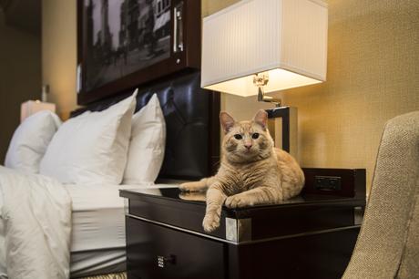 Hamlet ▷ Conoce nuestras mascotas favoritas del hotel