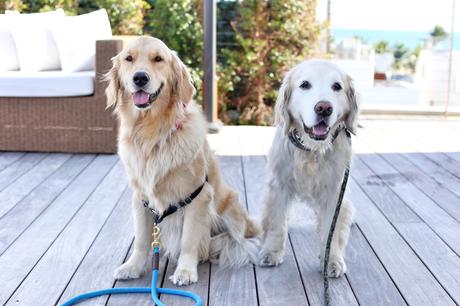 Katie-and-Betsy ▷ Conoce nuestras mascotas favoritas del hotel