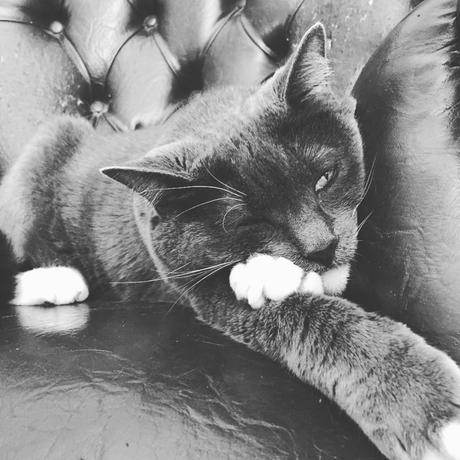 Oreo3 ▷ Conoce nuestras mascotas favoritas del hotel