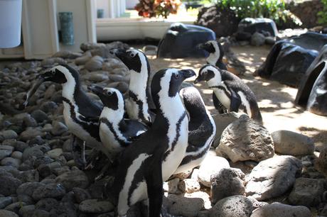 Penguins ▷ Conoce nuestras mascotas favoritas del hotel