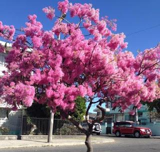 Paisajes  ( Árboles coloridos )