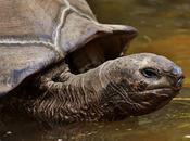 ¿Qué significa "tortuga"?
