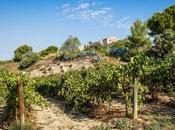 pies Torreta