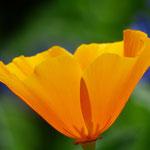 ¿Cansado? 8 remedios naturales para no sentirse cansado y sin energía