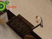 halcón está sitio escolares también