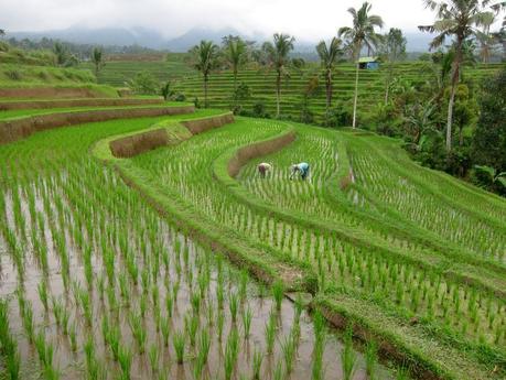 Arrozales de Jatiluwih. Recorriendo Bali de Lovina a Balian Beach