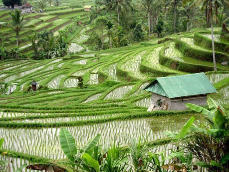 Arrozales de Jatiluwih. Recorriendo Bali de Lovina a Balian Beach