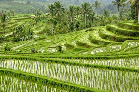 Arrozales de Jatiluwih. Recorriendo Bali de Lovina a Balian Beach