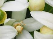 Azahar, Usos, Beneficios Contraindicaciones