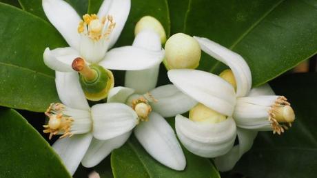 El Azahar, Usos, Beneficios y Contraindicaciones