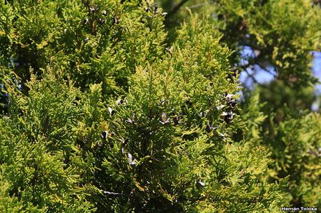 Ciprés de la cordillera (Austrocedrus chilensis)