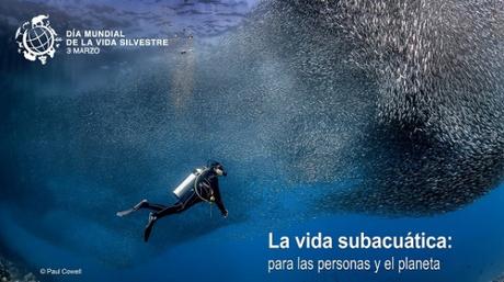 Vida subacuática y San Abundancio.