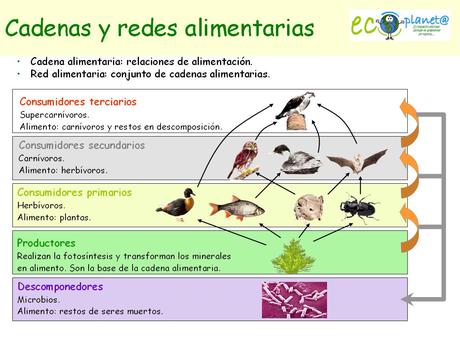 La Extinción De Insectos Amenaza Nuestra Subsistencia