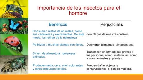 La Extinción De Insectos Amenaza Nuestra Subsistencia