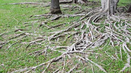 La complejidad de definir bien un problema: empecemos por lo básico, su taxonomía La complejidad de definir bien un problema: empecemos por lo básico, su taxonomía