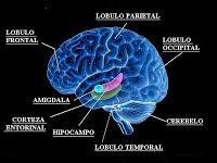 Descubren pistas sobre las diferencias cerebrales entre hombre y mujer