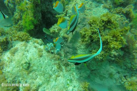 barrera de coral anakao madagascar