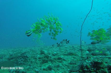 submarinismo ifaty barrera de coral madagascar