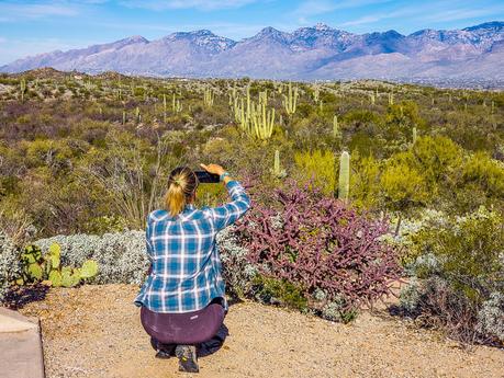 saguaro-national-park-east-1 ▷ Experimentando el mágico Sabino Canyon en Tucson, Arizona