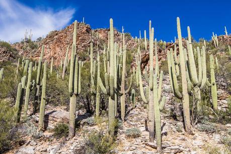 sabino-canyon-tucson-13 ▷ Experimentando el mágico Sabino Canyon en Tucson, Arizona