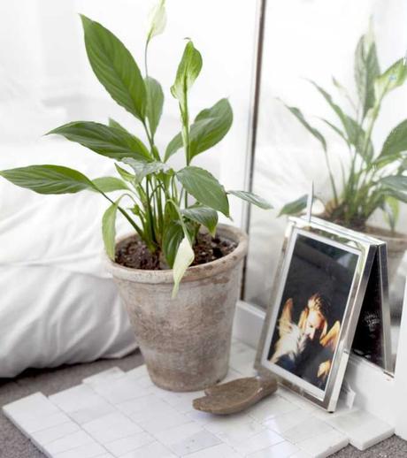 7 plantas para tener en la mesita de noche, que nos ayudarán a dormir