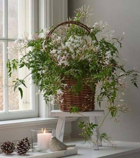 7 plantas para tener en la mesita de noche, que nos ayudarán a dormir