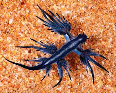 Superbabosa azul Superbabosa azul