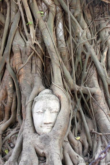 buddha-head-in-banyan-tree-ayutthaya-3 ▷ Comentario sobre Ayutthaya Tailandia: un recorrido en bicicleta y en barco por el Reino Real por Machen Sie eine Radtour durch Ayutthaya, Tailandia: www.ytravelblog.c ... - Travel Blog 2019