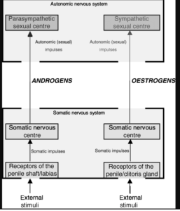 ¿Es Diferente La Excitación Sexual En Hombres Y Mujeres?