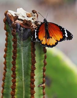 LA MOSCA DE MI INFANCIA