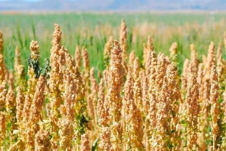 propiedades de la quinoa